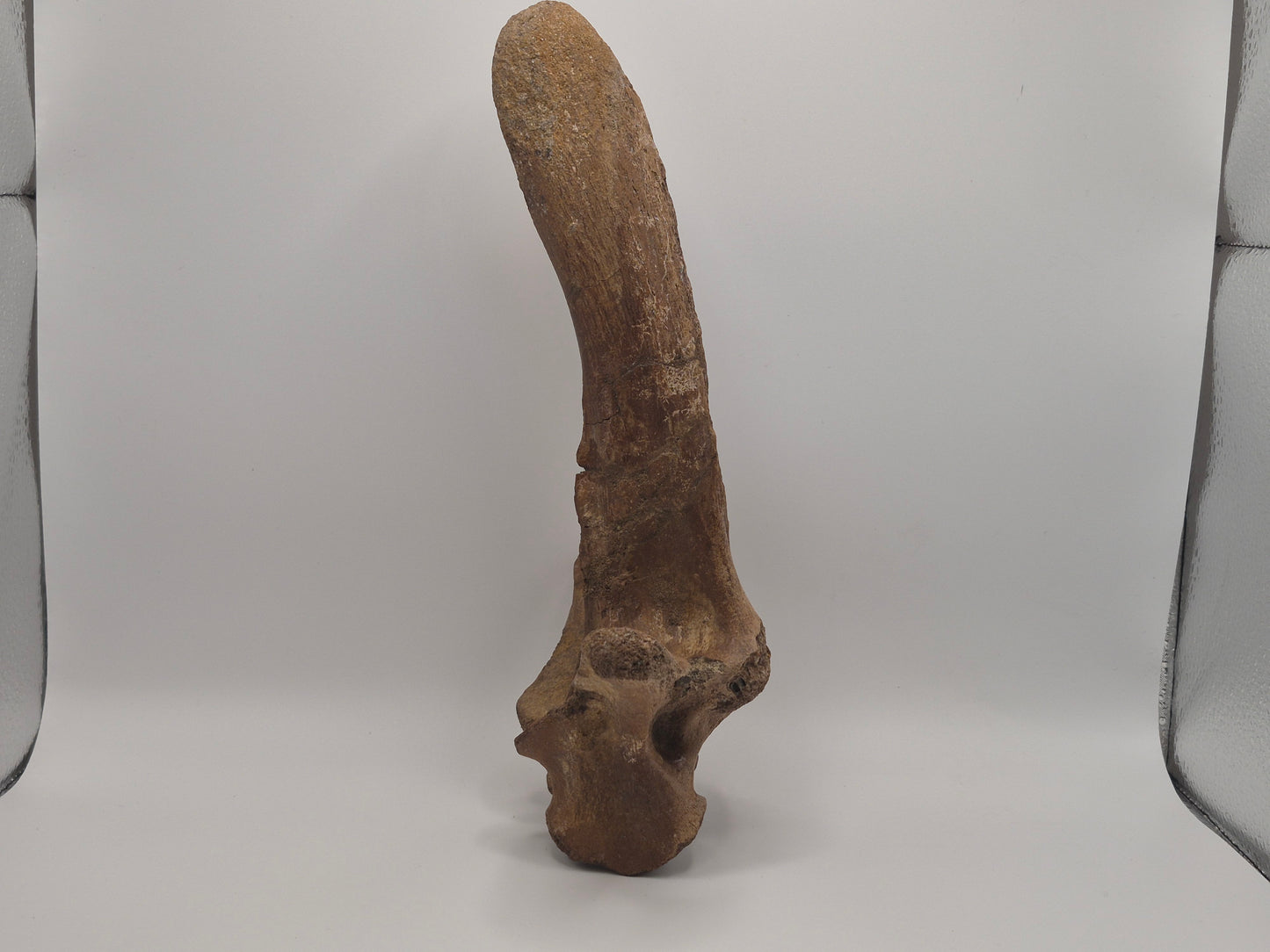 10.6" Ceratopsian indet. Dorsal Vertebra (D3–D6)(Judith River)