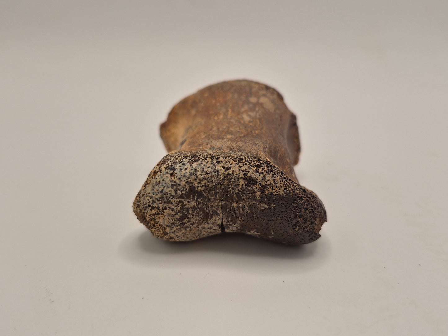 2.5" Hadrosaur Toe Bone (Judith River)