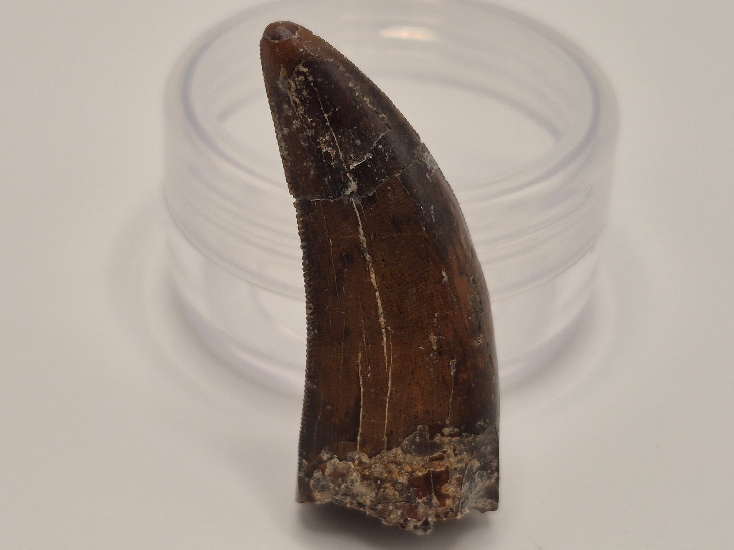 1.57" Tyrannosaur Tooth(Judith Tooth)