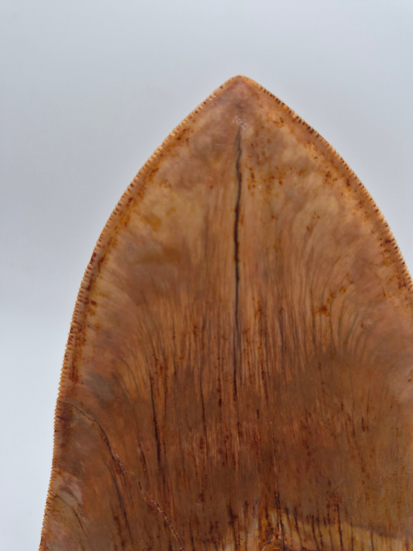 6.02" Megalodon Tooth(Indonesia)