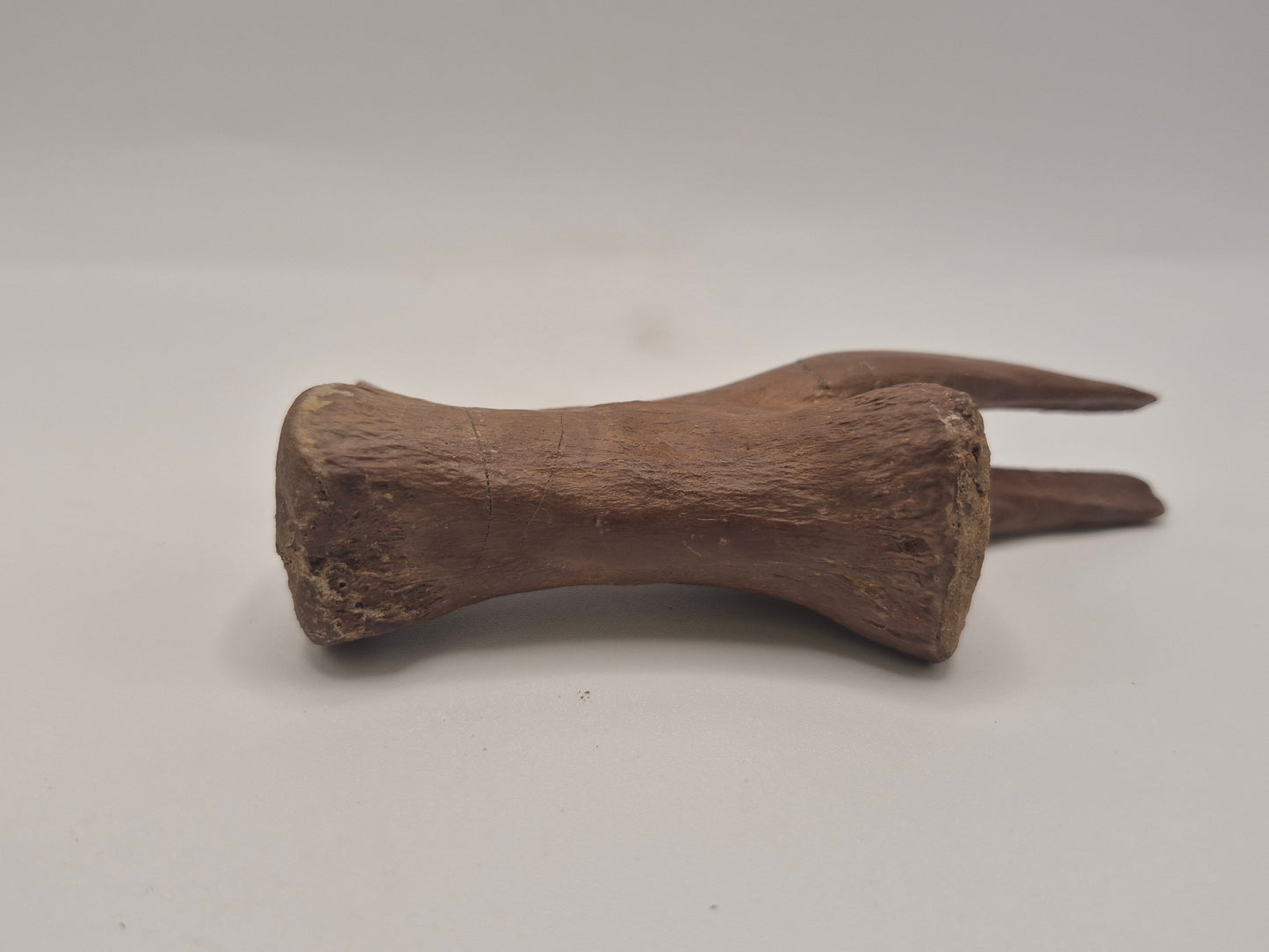 4.43" Tyrannosaur caudal (tail) vertebra(Judith River)