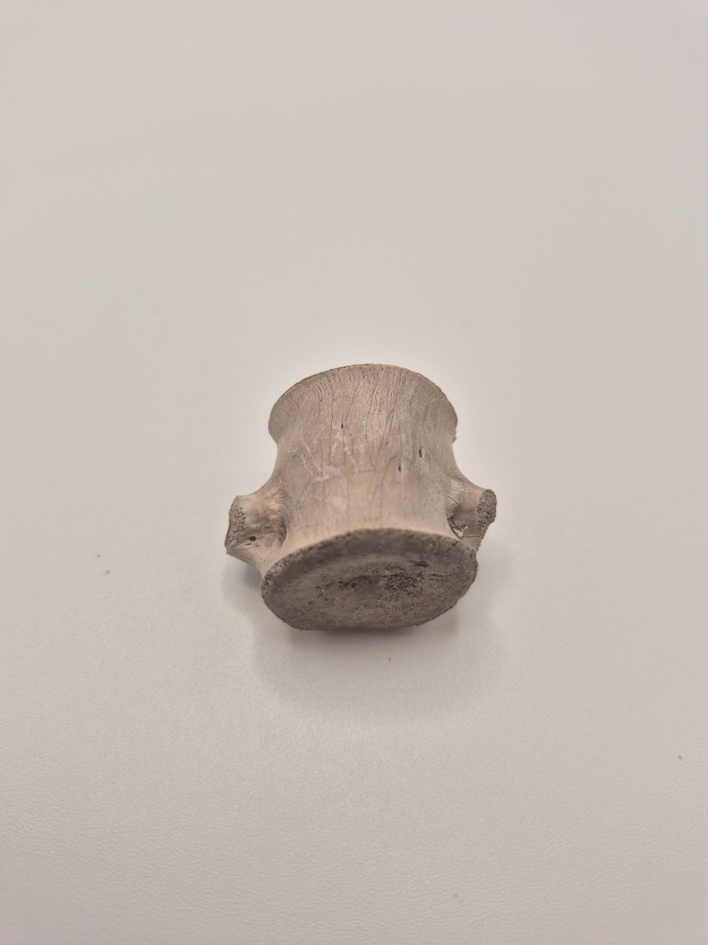 0.96" Ceratopsian indet. Anterior Caudal Vertebra (Judith River)