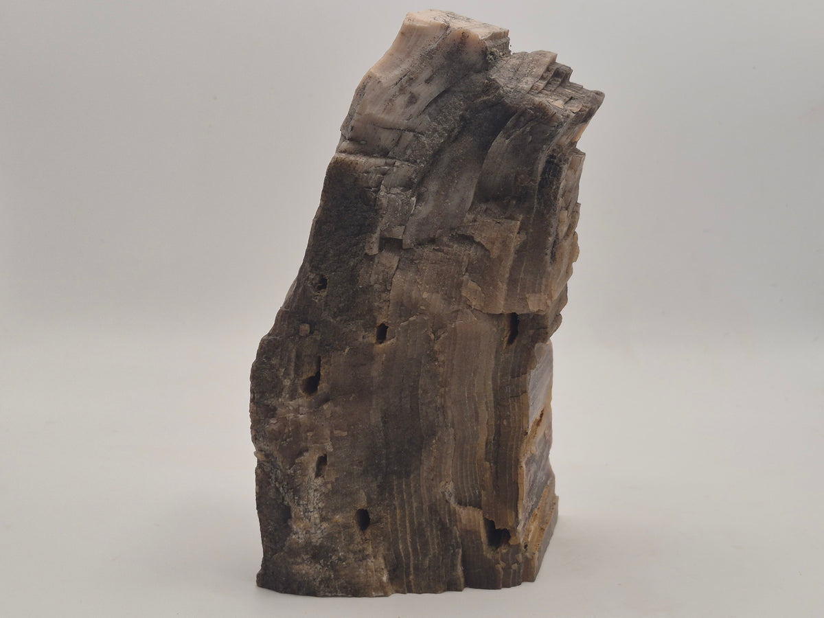 2.82lbs Petrified Wood