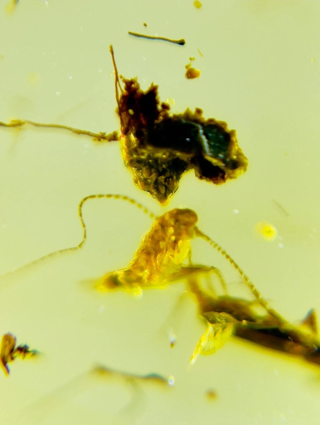 Bugs in Burmese Amber