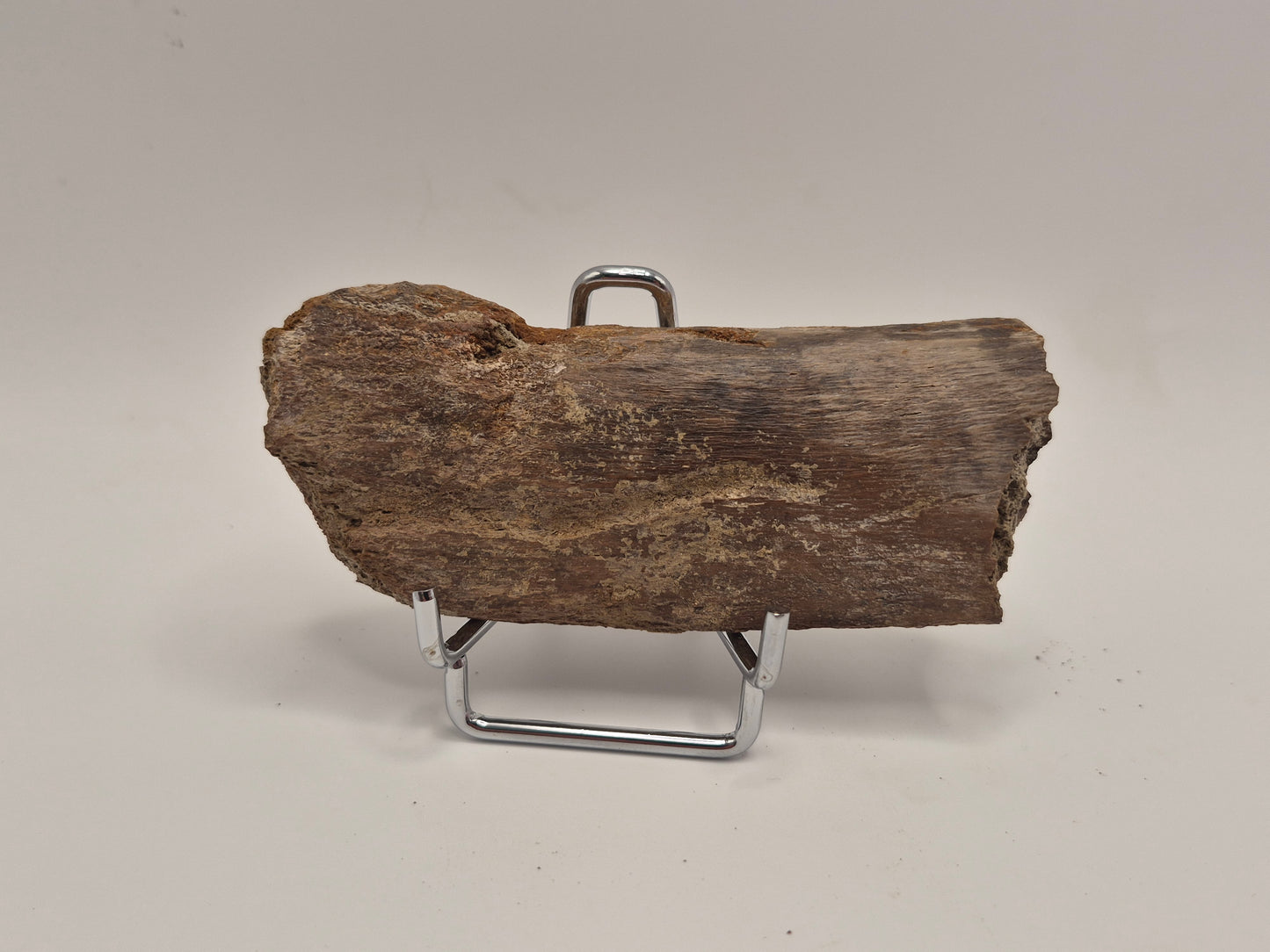 3.92" Dinosaur Rib Bone (Judith River)