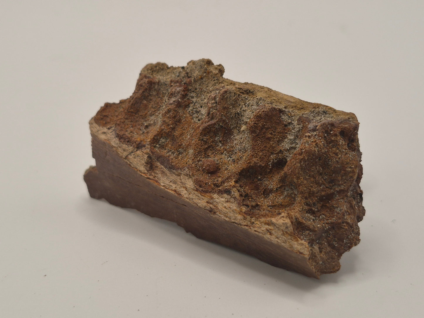 2.66" Hadrosaur Jaw Piece(Judith River)