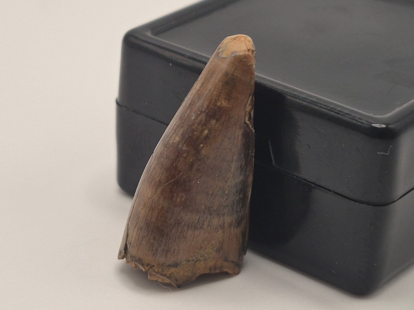 0.86" Pre-Max Tyrannosaur Tooth(Judith Tooth)