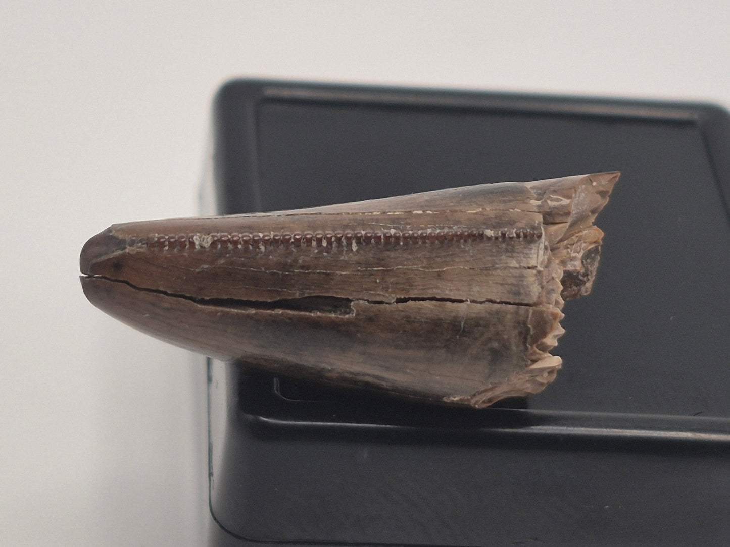 0.96" Pre-Max Tyrannosaur Tooth(Judith River)