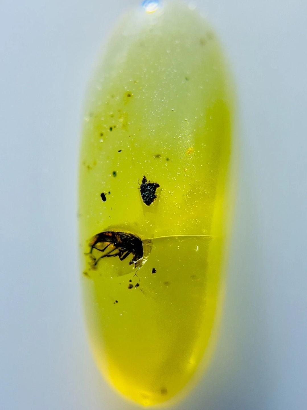 Beetle in Burmese Amber