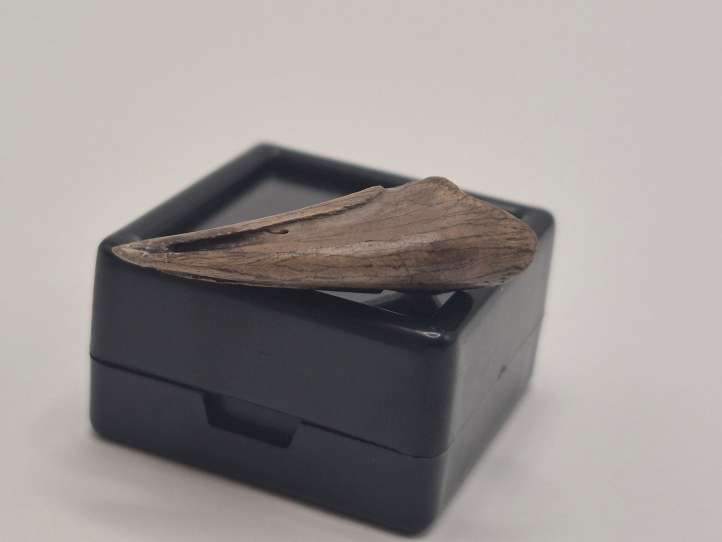 1.19" Troodon Toe claw(Judith River)