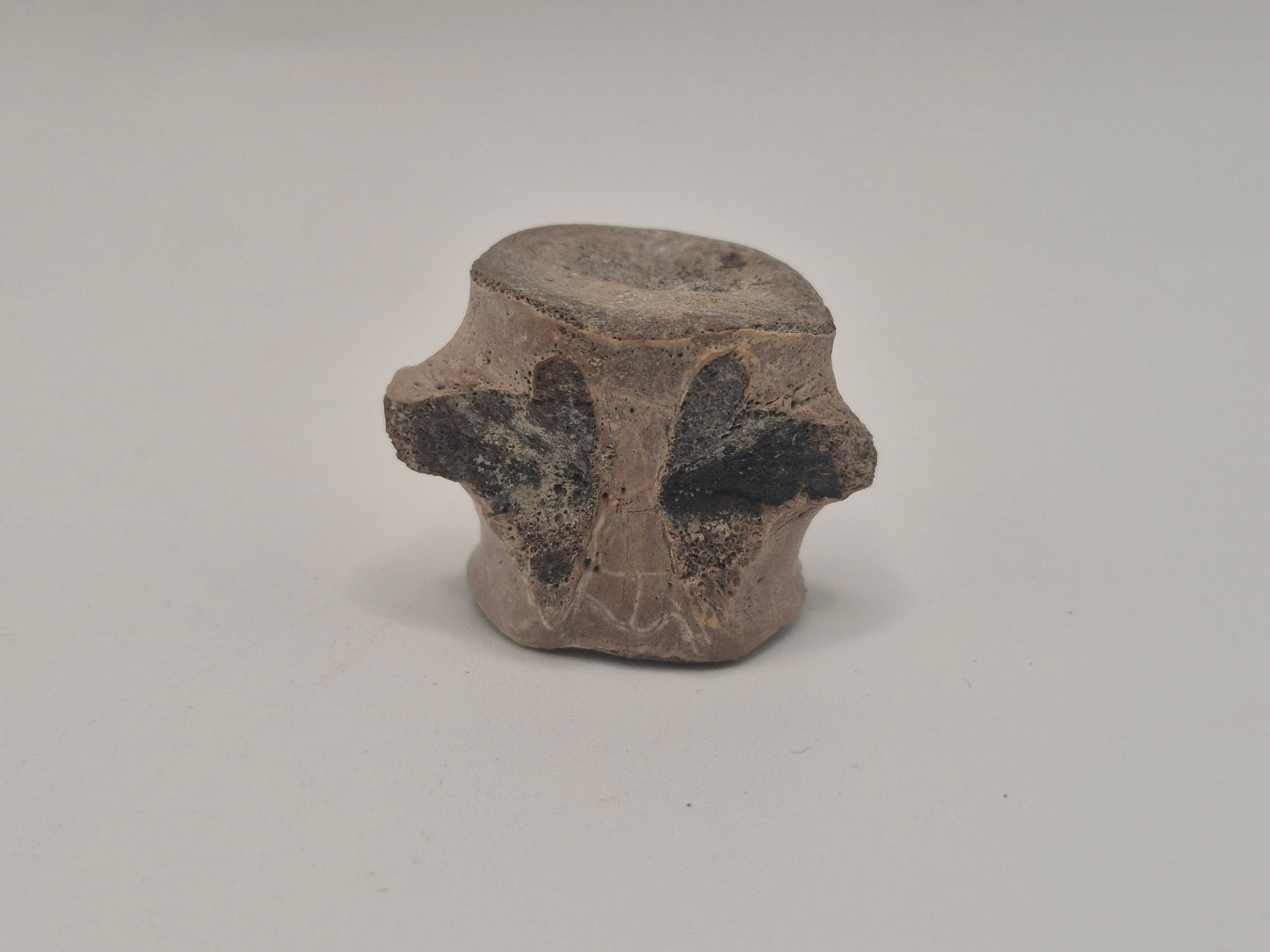 0.96" Ceratopsian indet. Anterior Caudal Vertebra (Judith River)