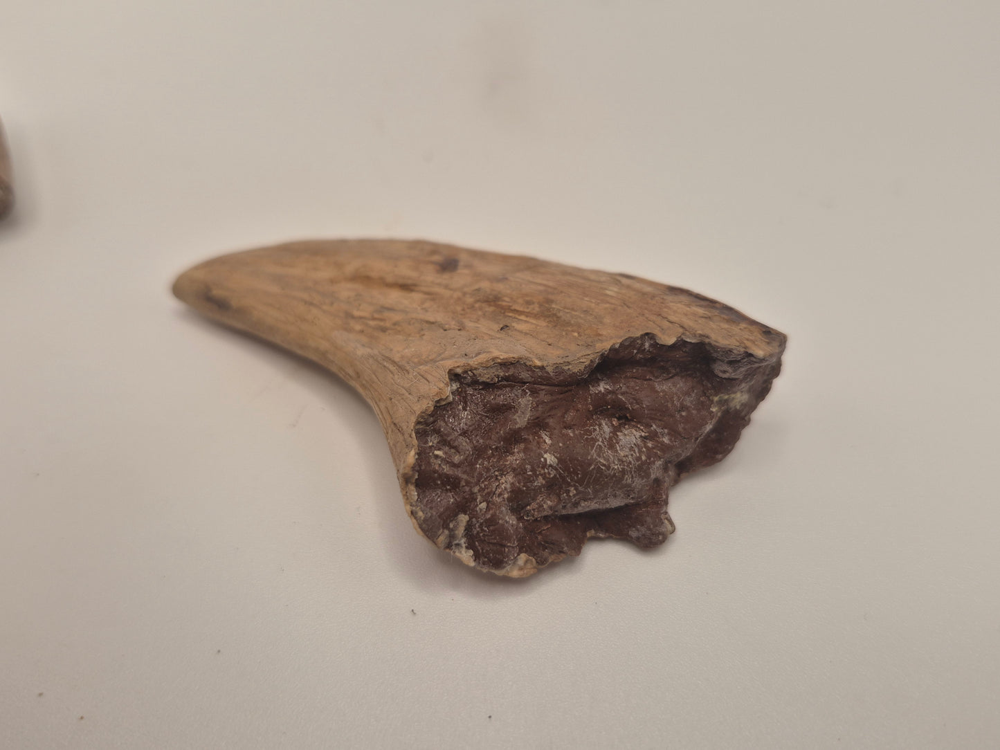 3.89" Tyrannosaur Hand Claw(Judith River)