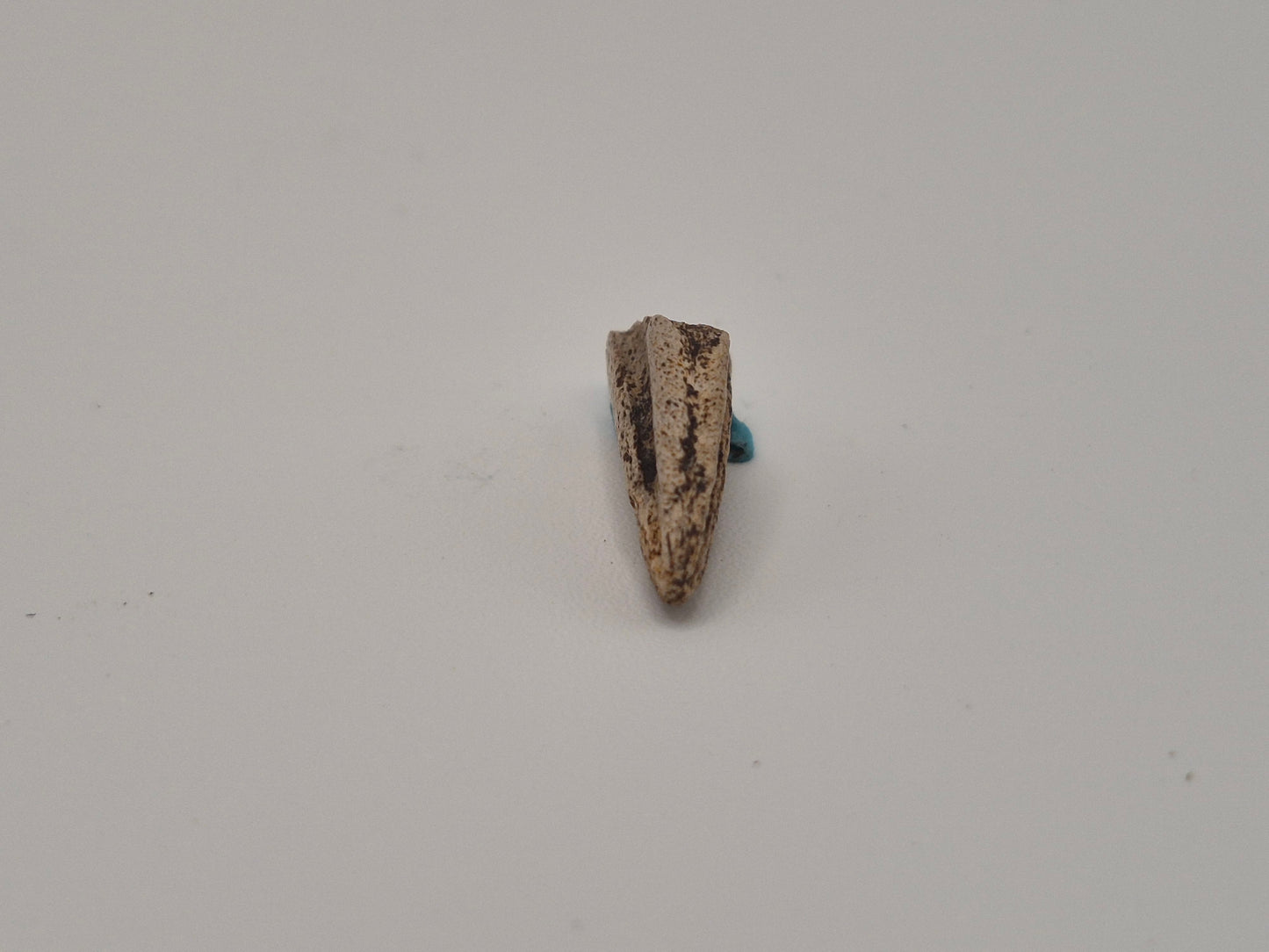 0.7" Theropod Indet. Claw (Judith River)