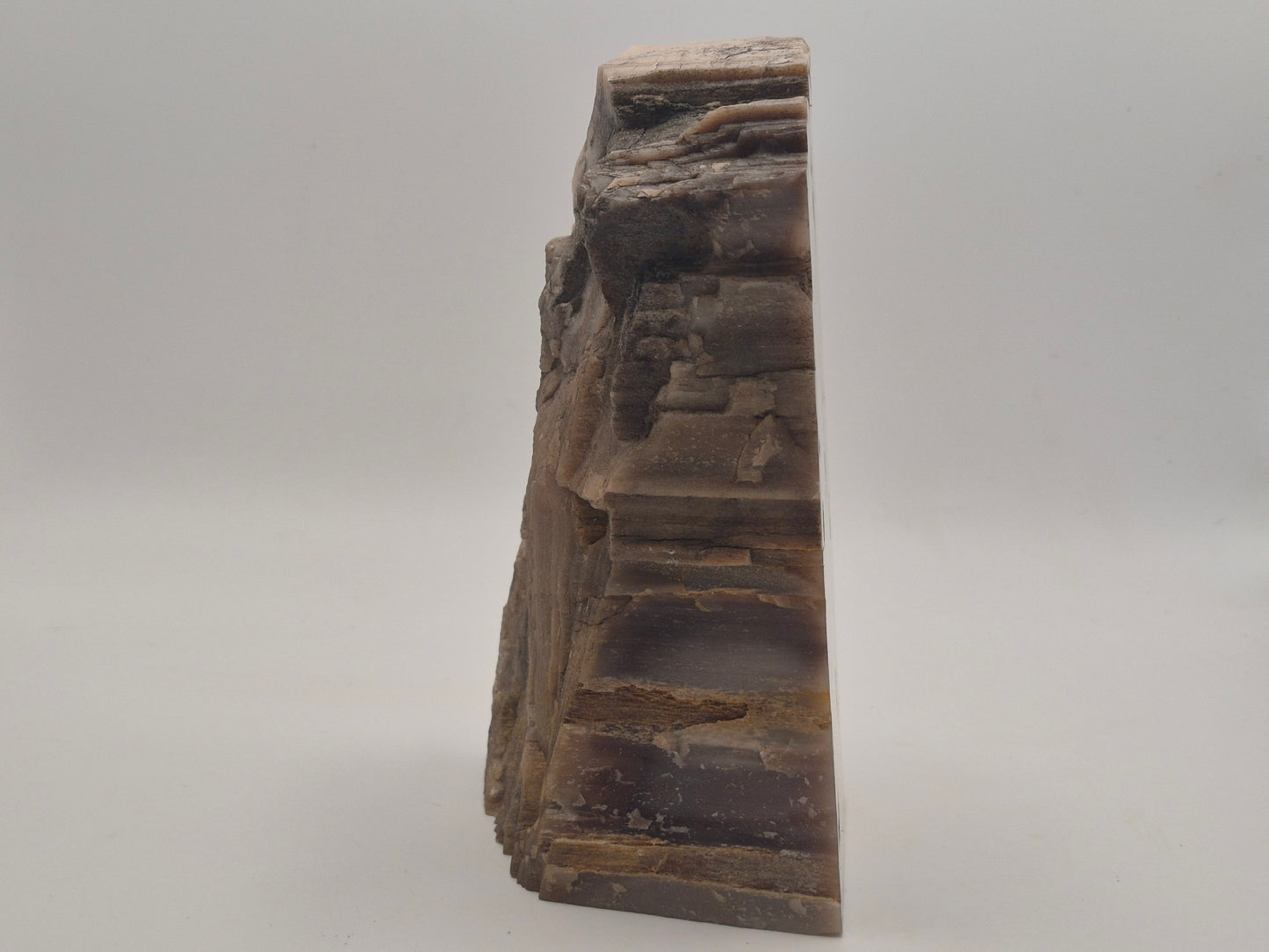 2.82lbs Petrified Wood