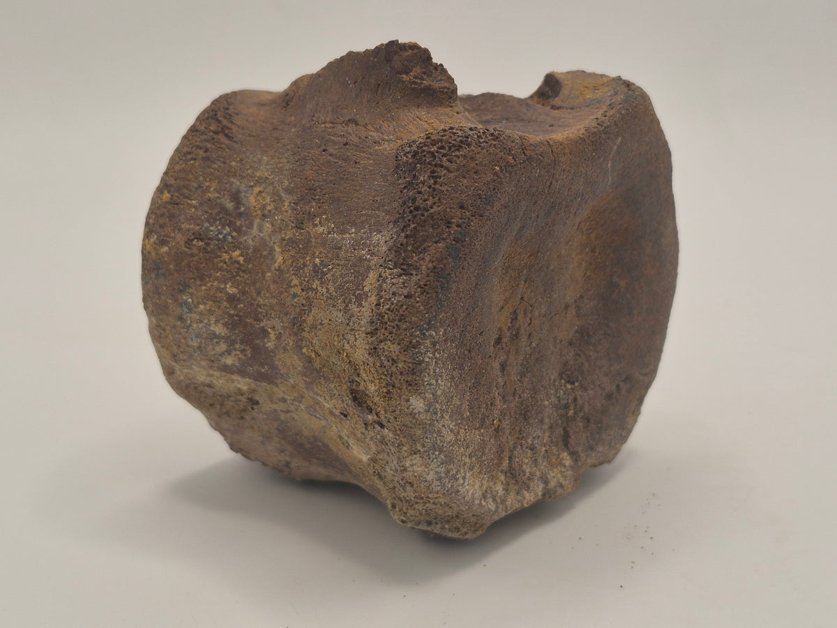 3" Hadrosaur Vertebrae (Judith River)