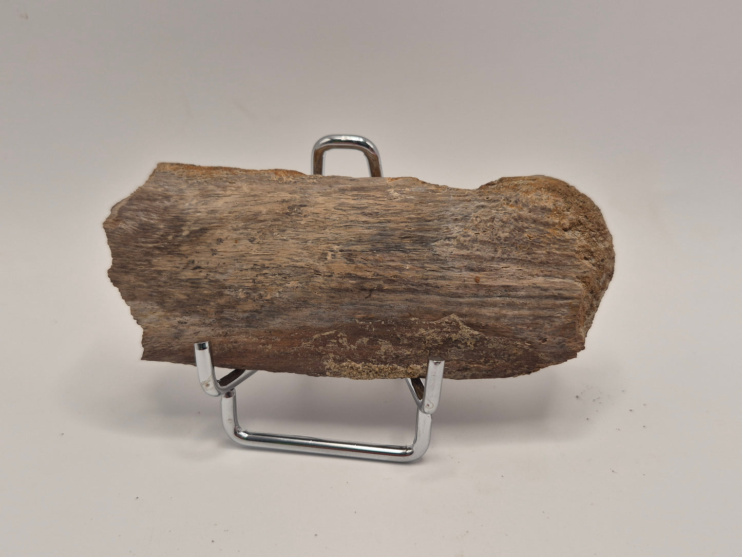 3.92" Dinosaur Rib Bone (Judith River)