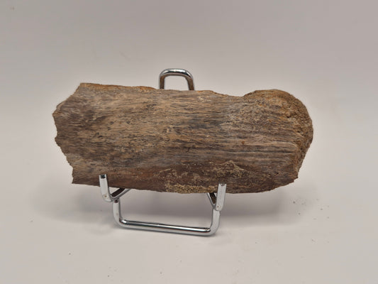 3.92" Dinosaur Rib Bone (Judith River)