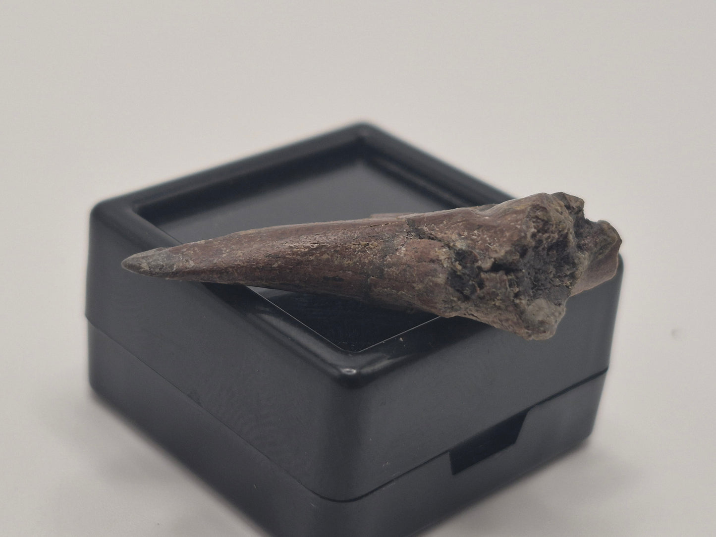 1.33" Troodon Toe Claw(Judith River)