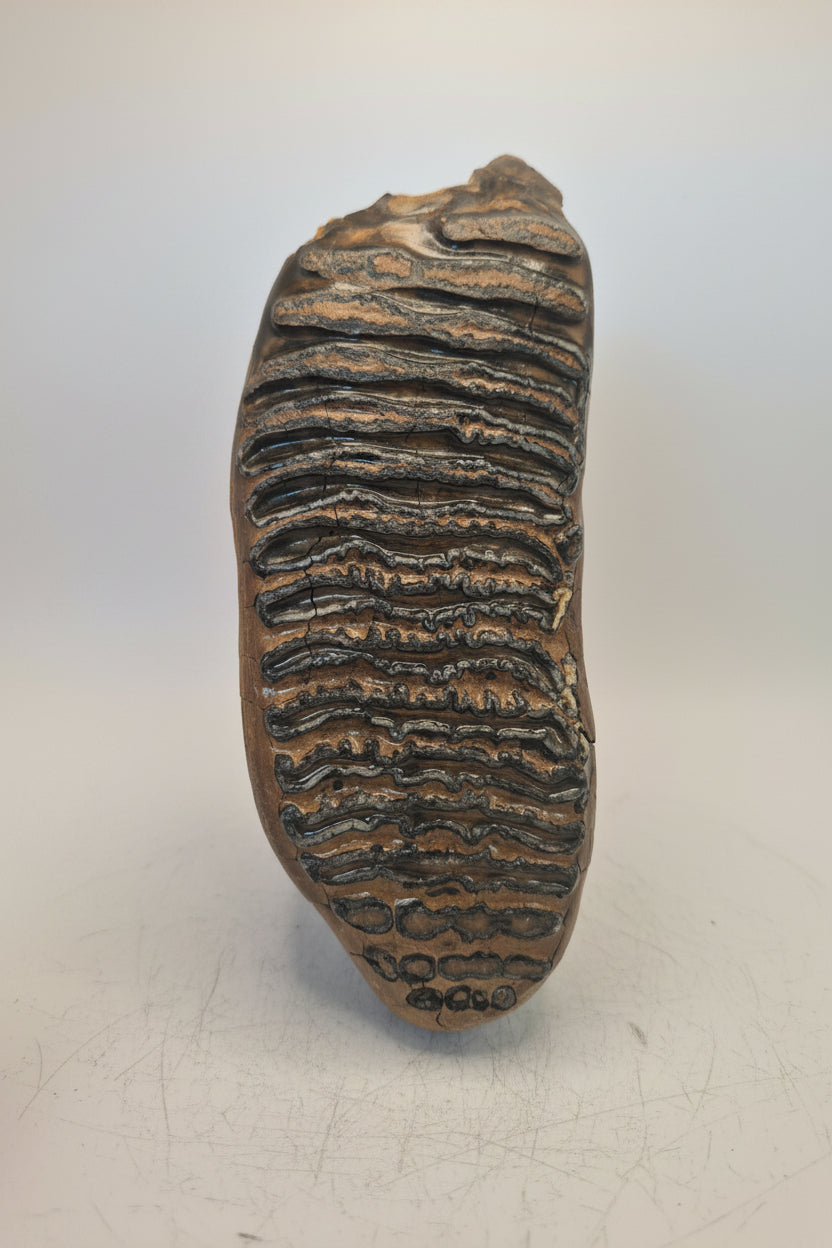 8" Mammoth Molar(Alaska)