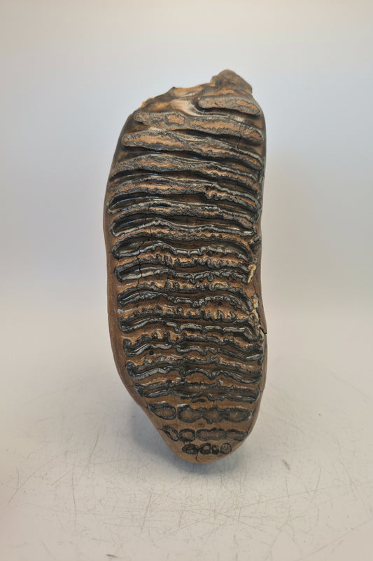 8" Mammoth Molar(Alaska)