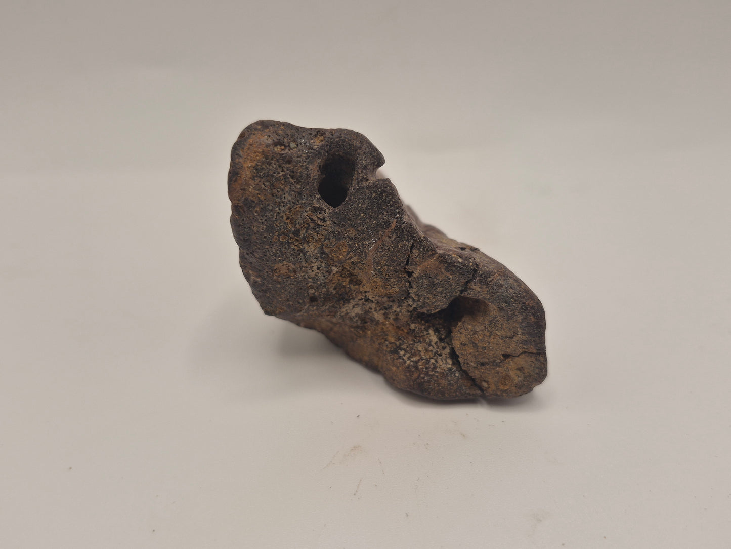 3.07" Ceratopsian Predentary/Lower Beak(Judith River Formation)