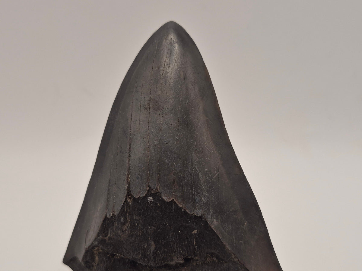 3.8" Megalodon Tooth (Georgia)