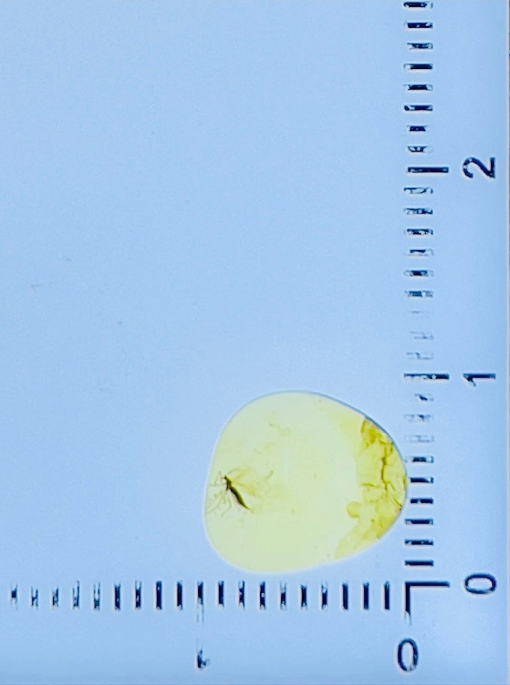 Mosquito in Burmese Amber