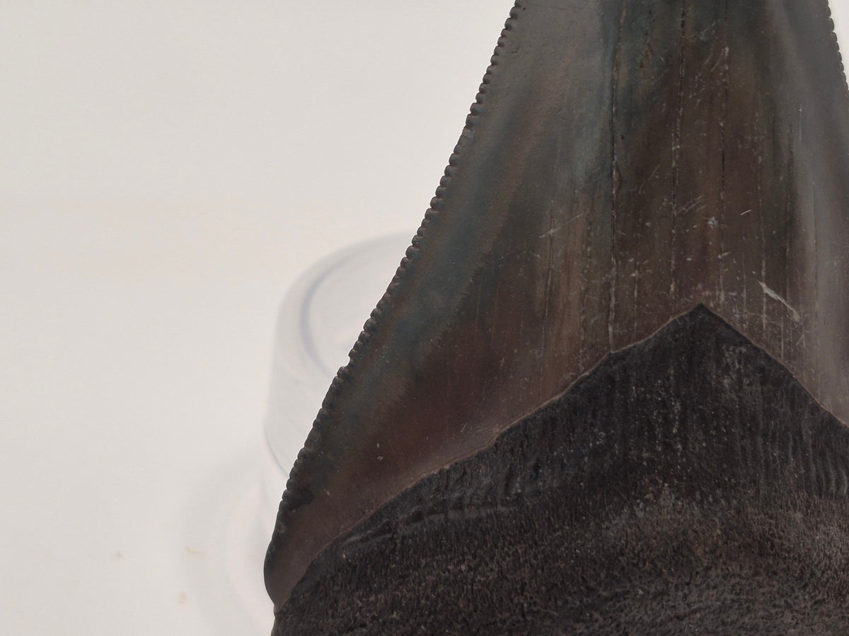 2.78" Gem Quality Megalodon Tooth (Georgia)