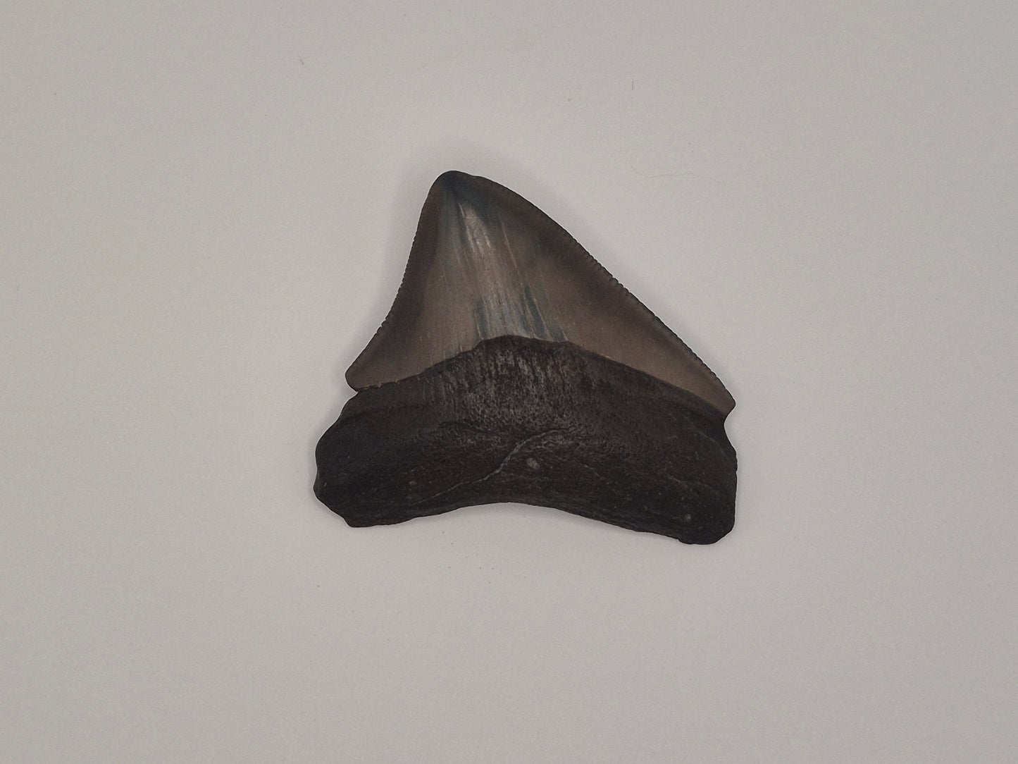 2.38" Posterior Megalodon Tooth(Georgia)