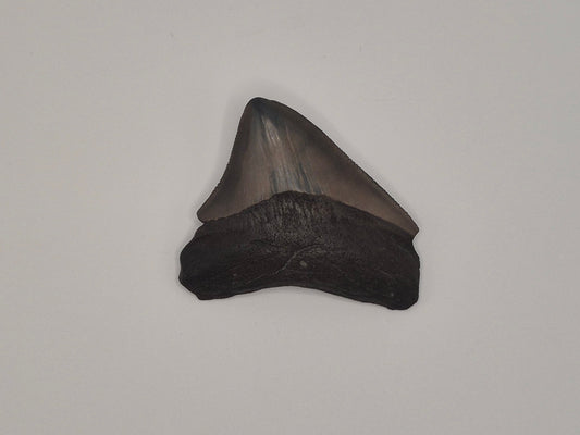 2.38" Posterior Megalodon Tooth(Georgia)