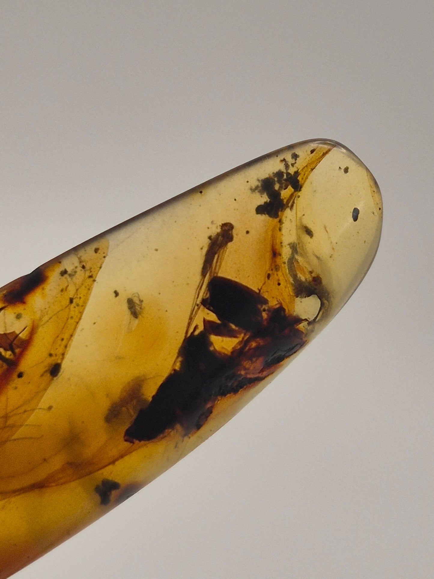 Mosquito in Burmese Amber
