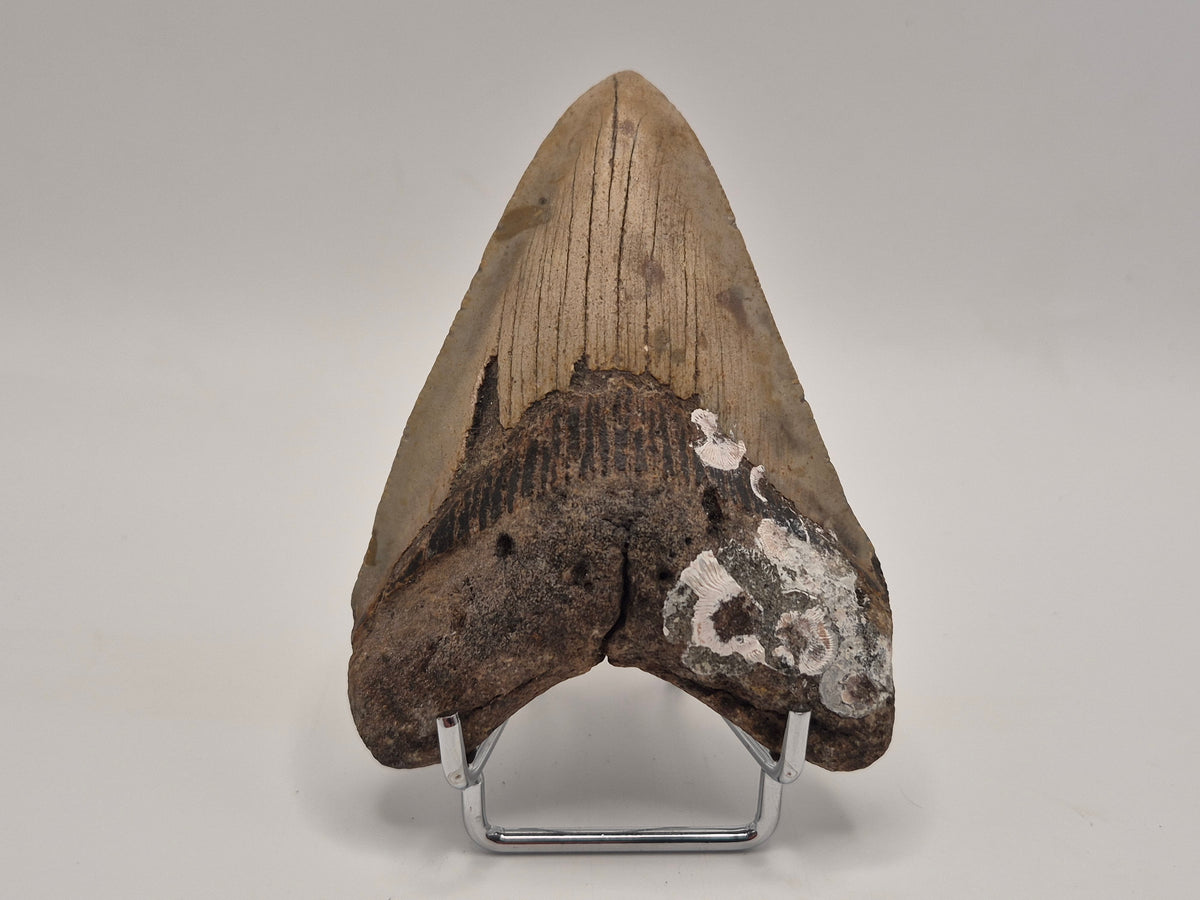 3.78" Megalodon Tooth (North Carolina)