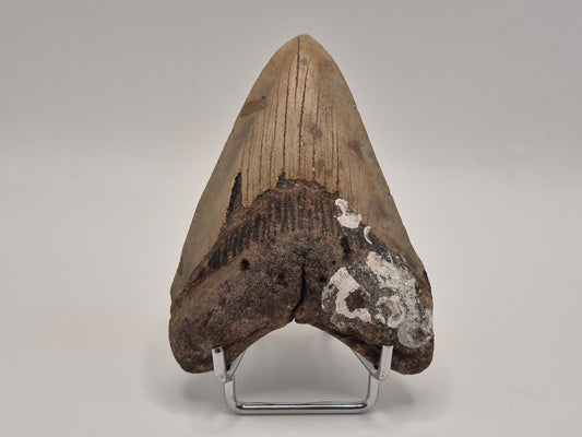 3.78" Megalodon Tooth (North Carolina)