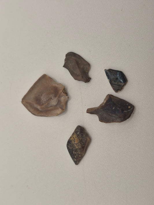 Bundle Of 5 Gar Fish Scales(Judith River)