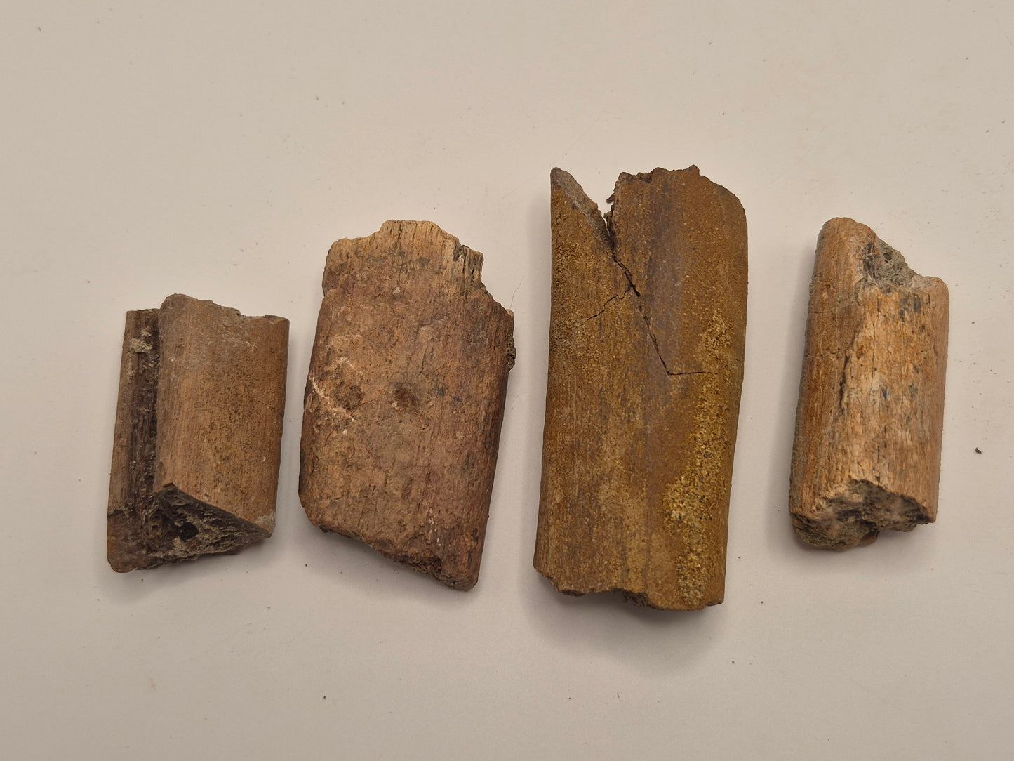 4 Dinosaur Rib Bone Fossil Bundle(Judith River)