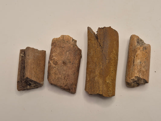 4 Dinosaur Rib Bone Fossil Bundle(Judith River)
