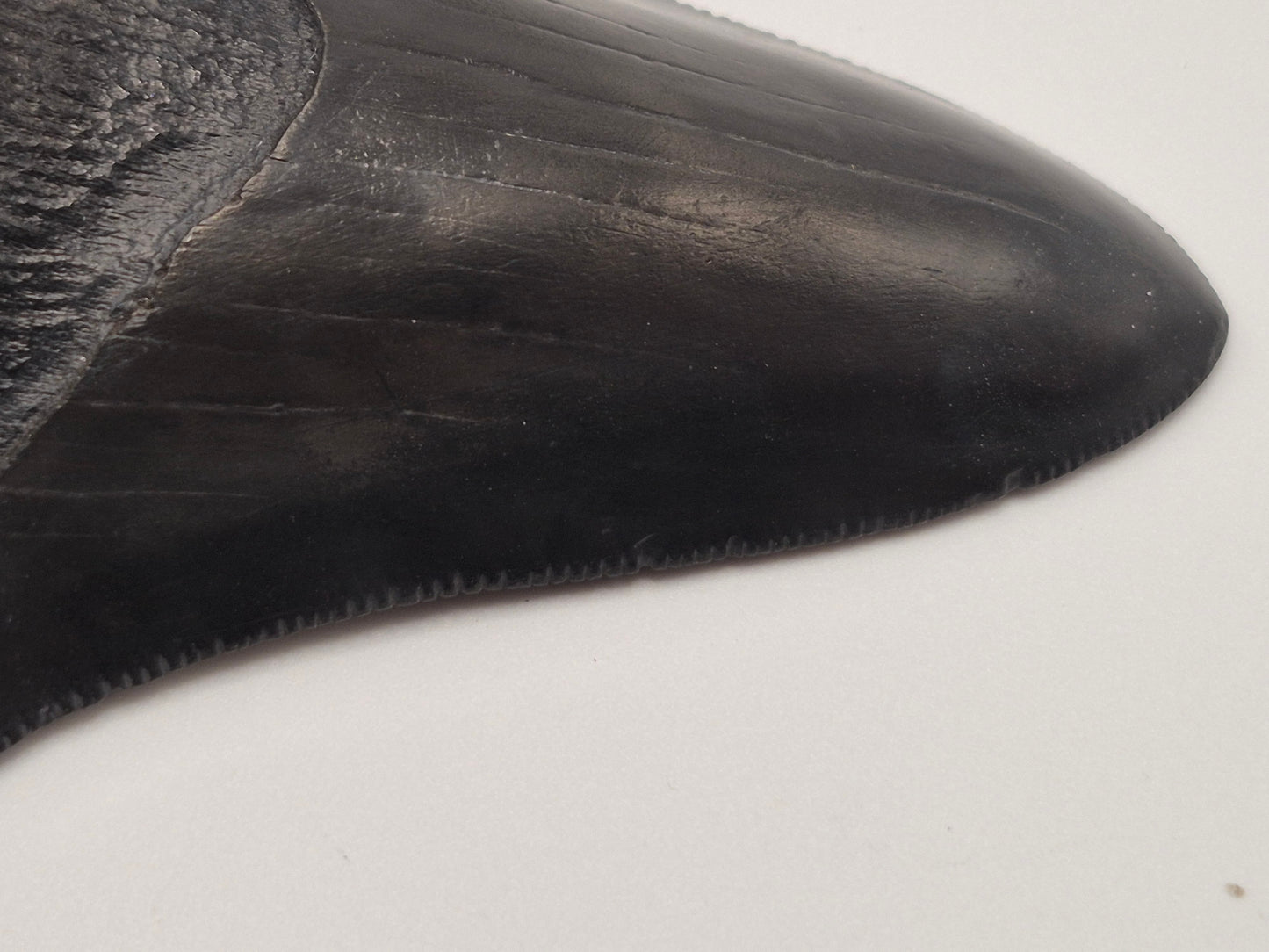 3.8" Megalodon Tooth(Georgia)