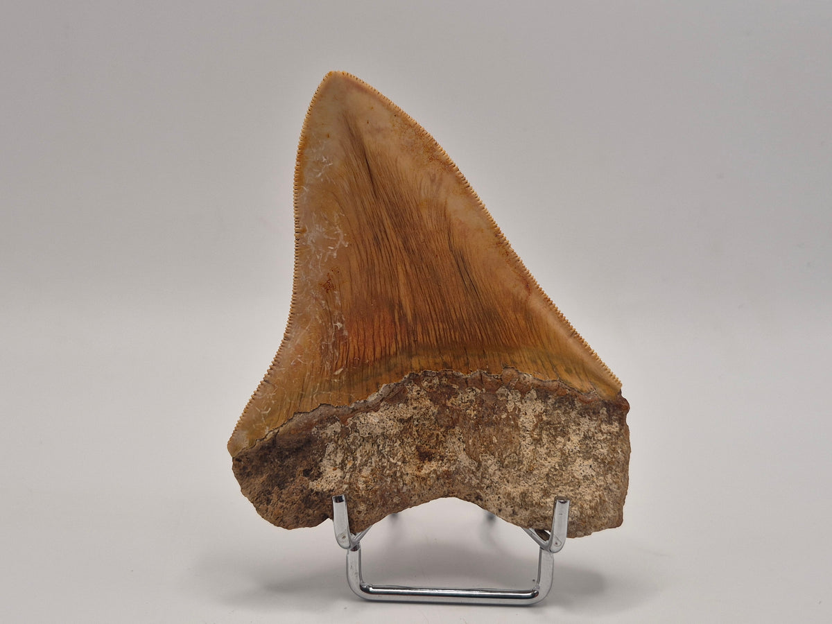 4.15" Megalodon Tooth (Indonesia)