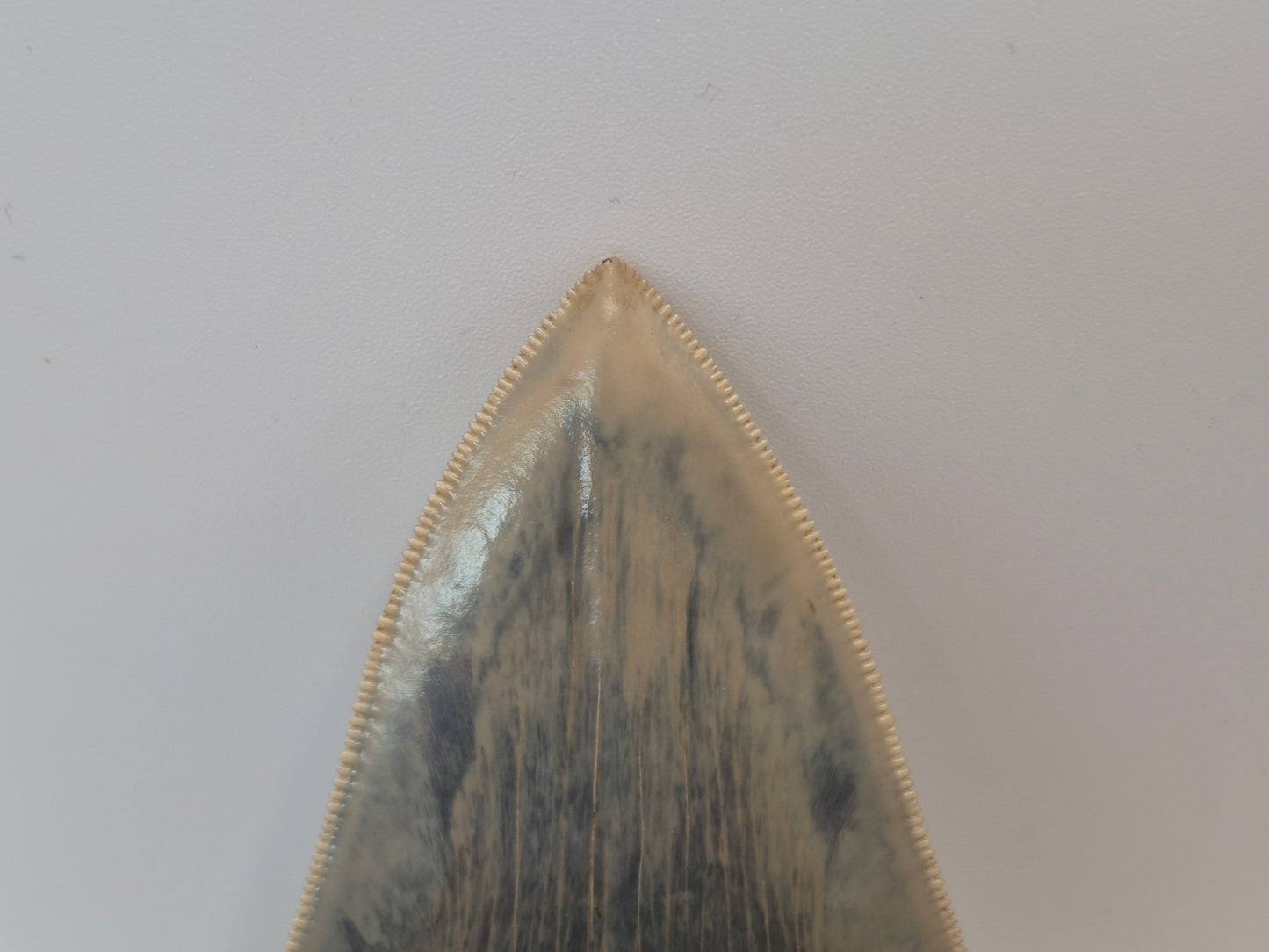 4.55" Megalodon Tooth(Indonesia)