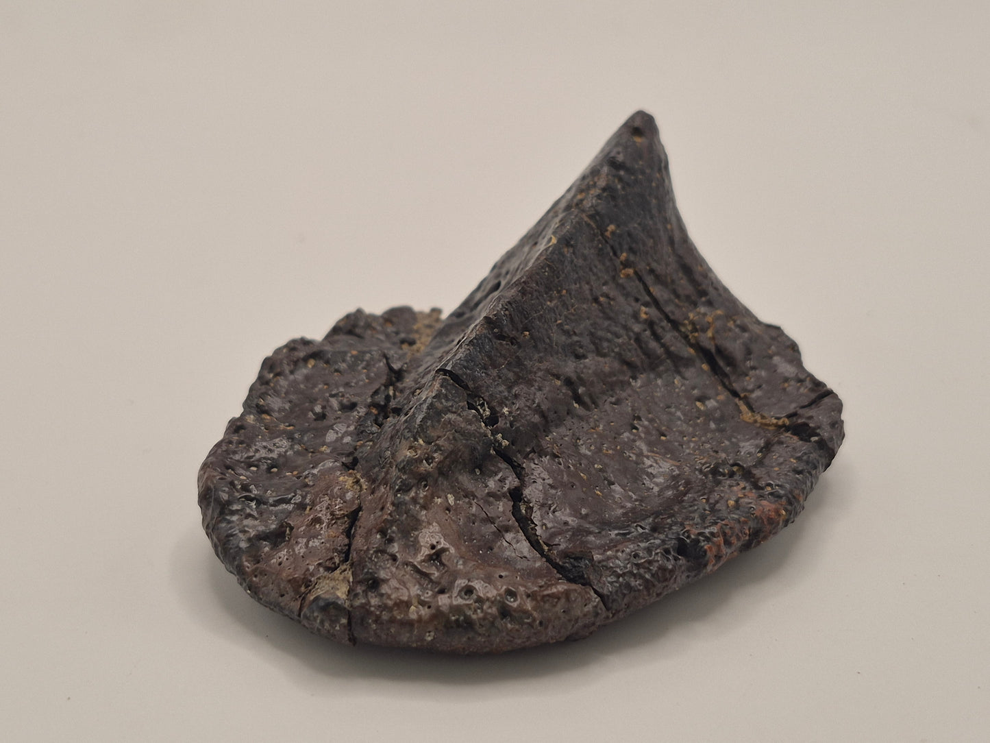 3.61" Ankylosaurus Spiked Scute (Judith River)