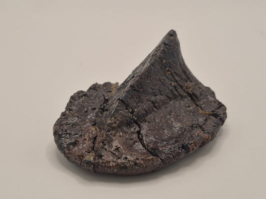 3.61" Ankylosaurus Spiked Scute (Judith River)