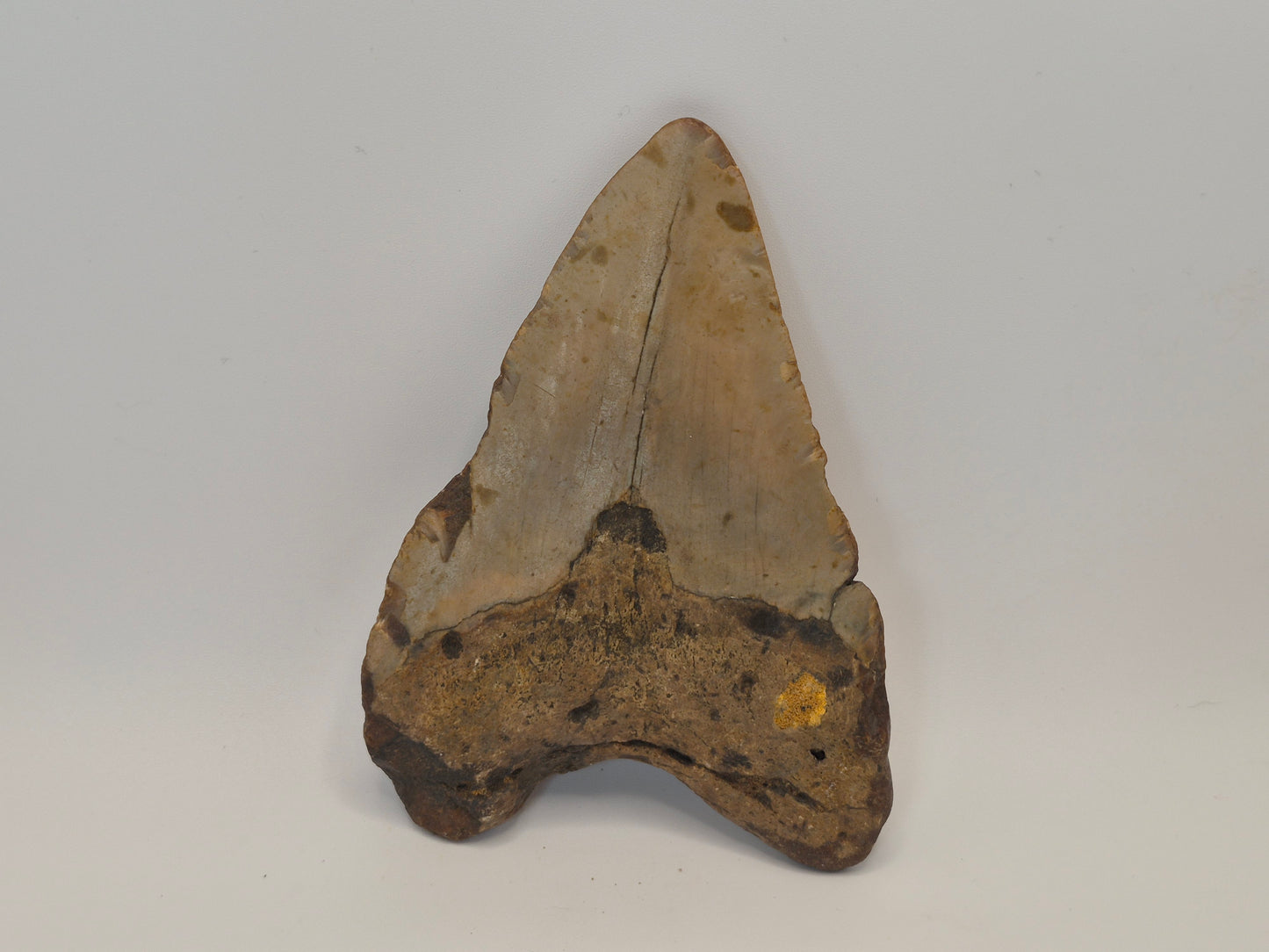 4.51" Megalodon Tooth(North Carolina)