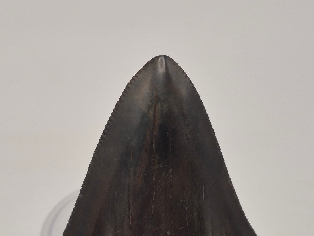 2.78" Gem Quality Megalodon Tooth (Georgia)