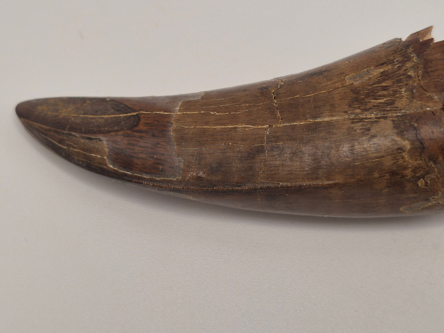 3.04" tyrannosaur Tooth(Judith River)