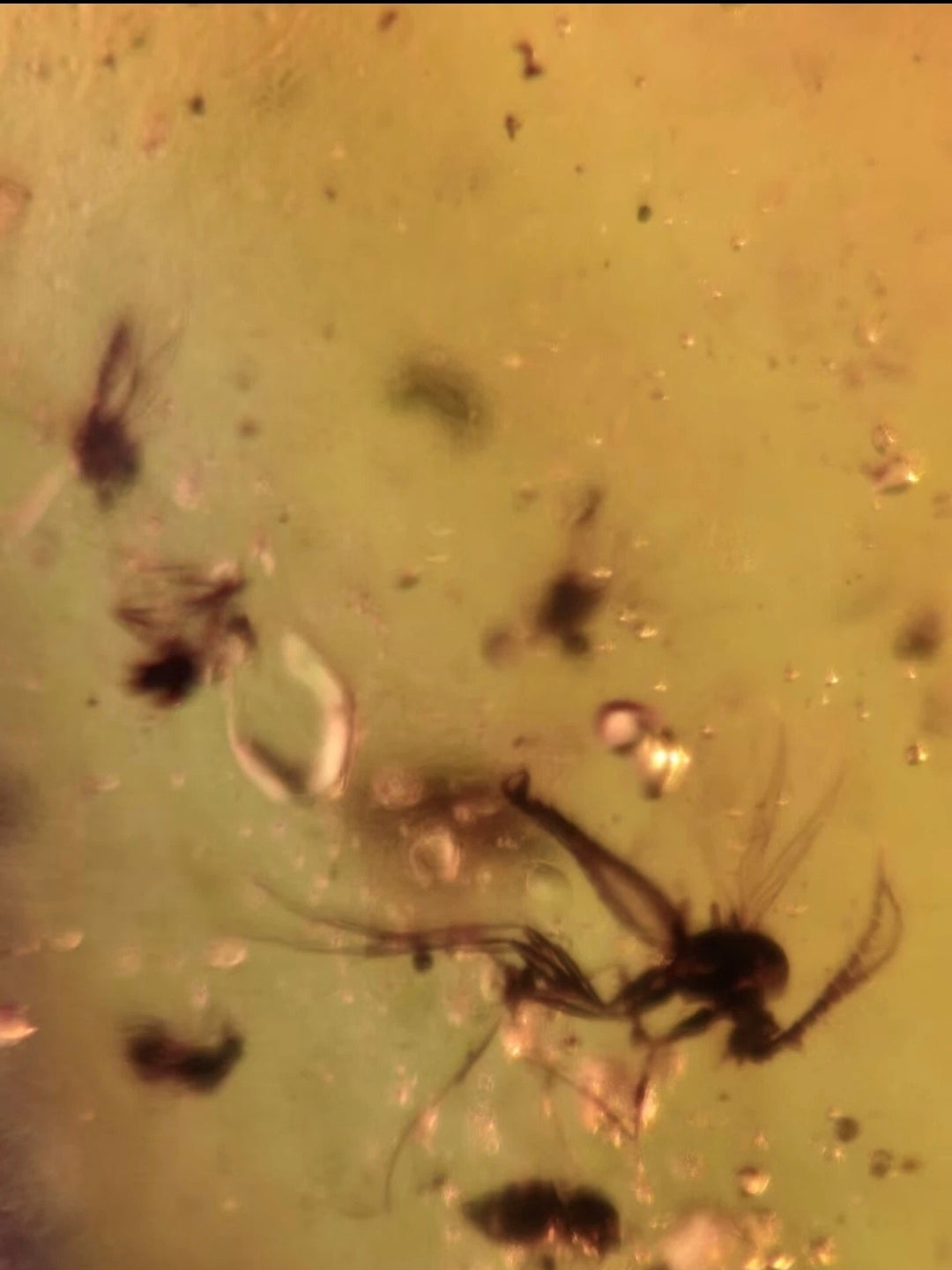 Bundle of 10 Burmese Amber With Bugs