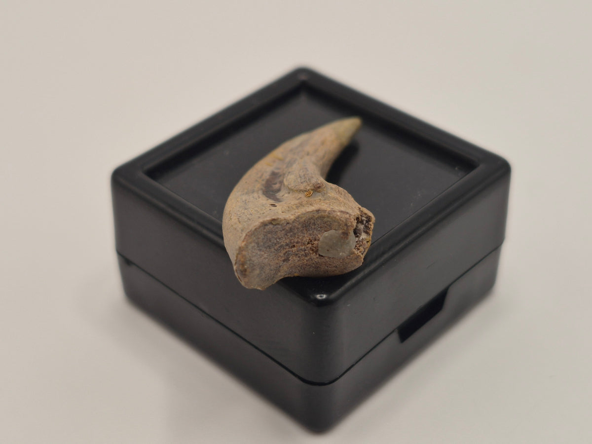 1.18" Troodon Toe Claw(Judith River)