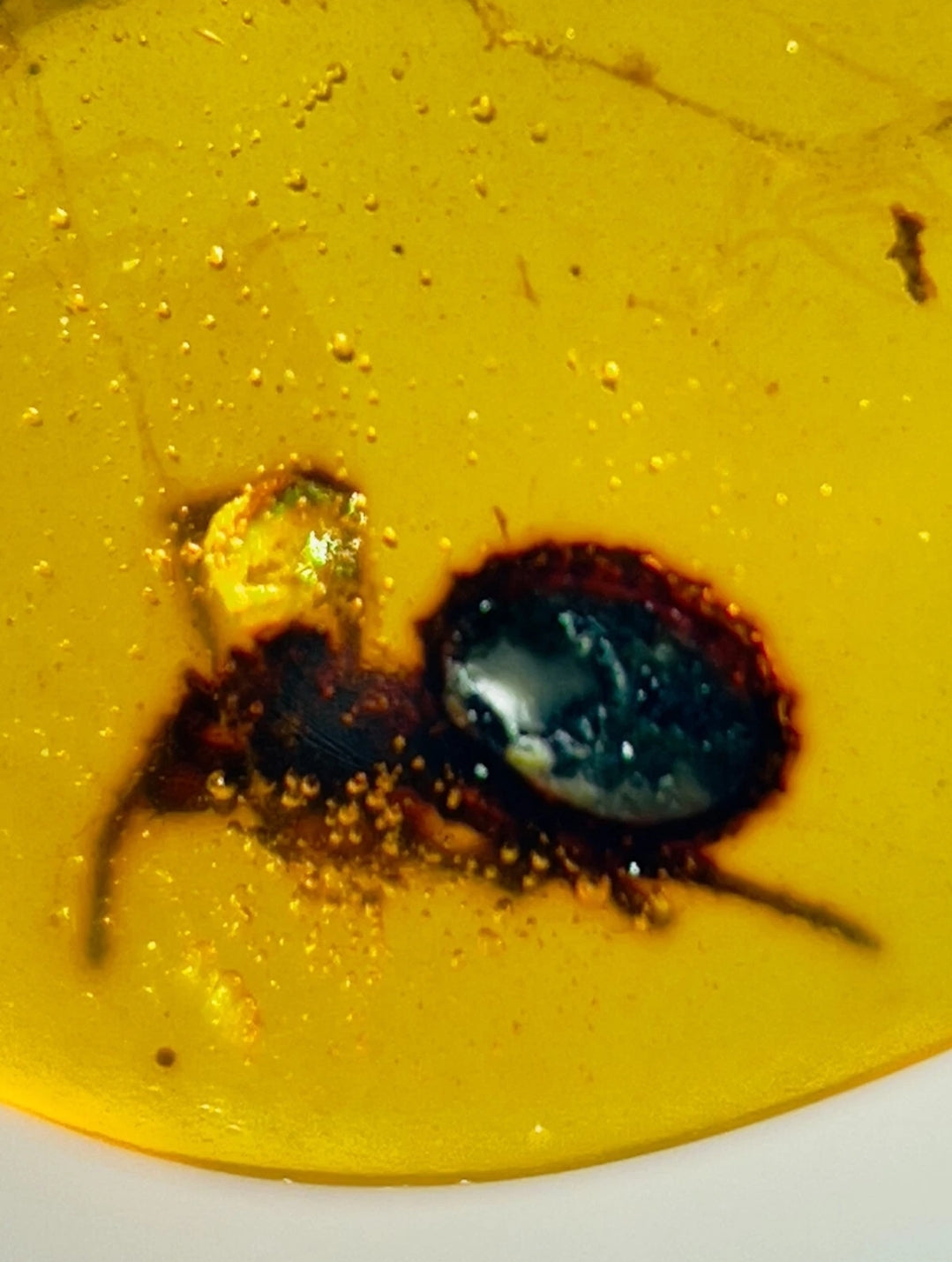 Spider In Burmese Amber