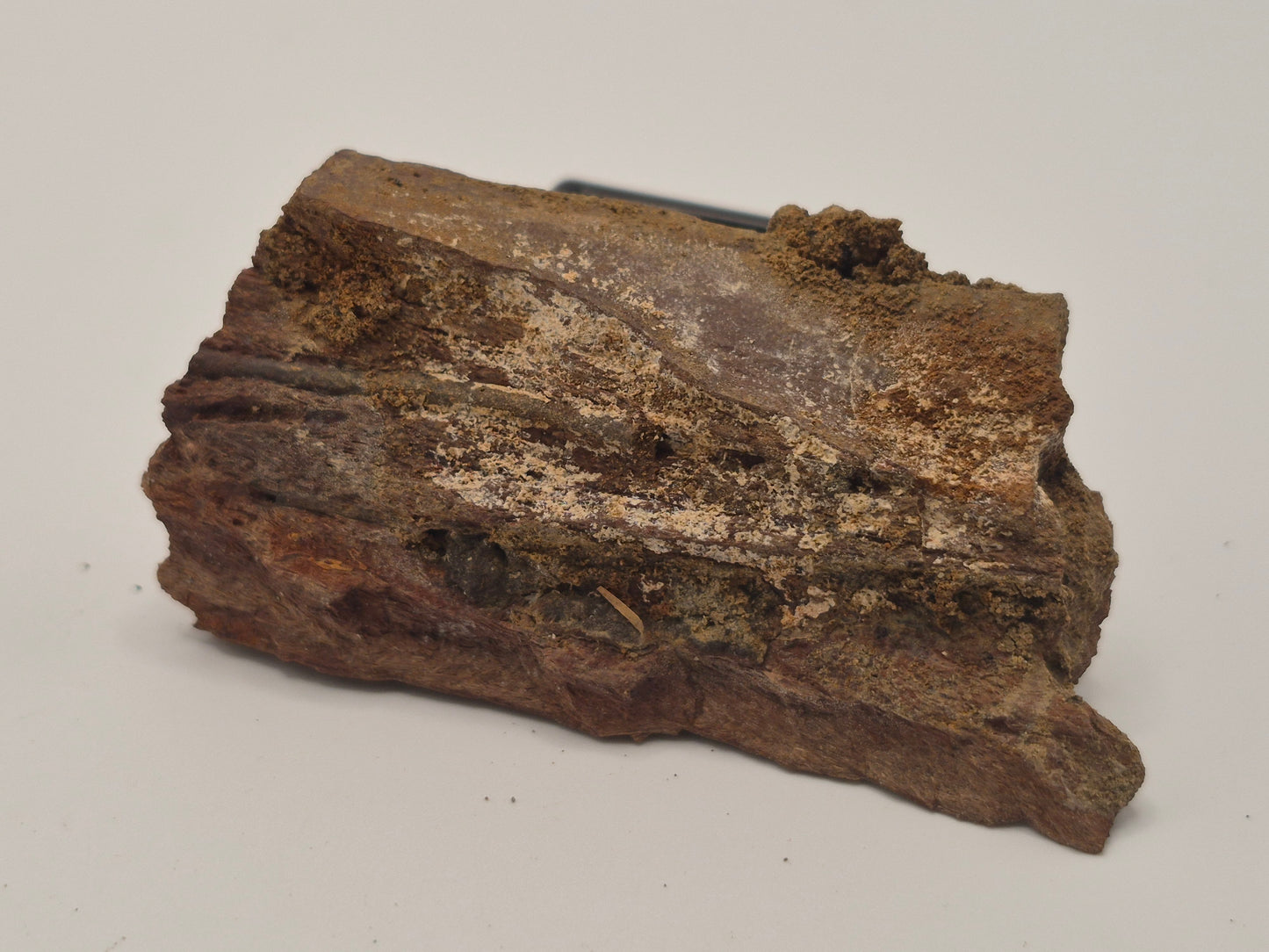 2.66" Hadrosaur Jaw Piece(Judith River)