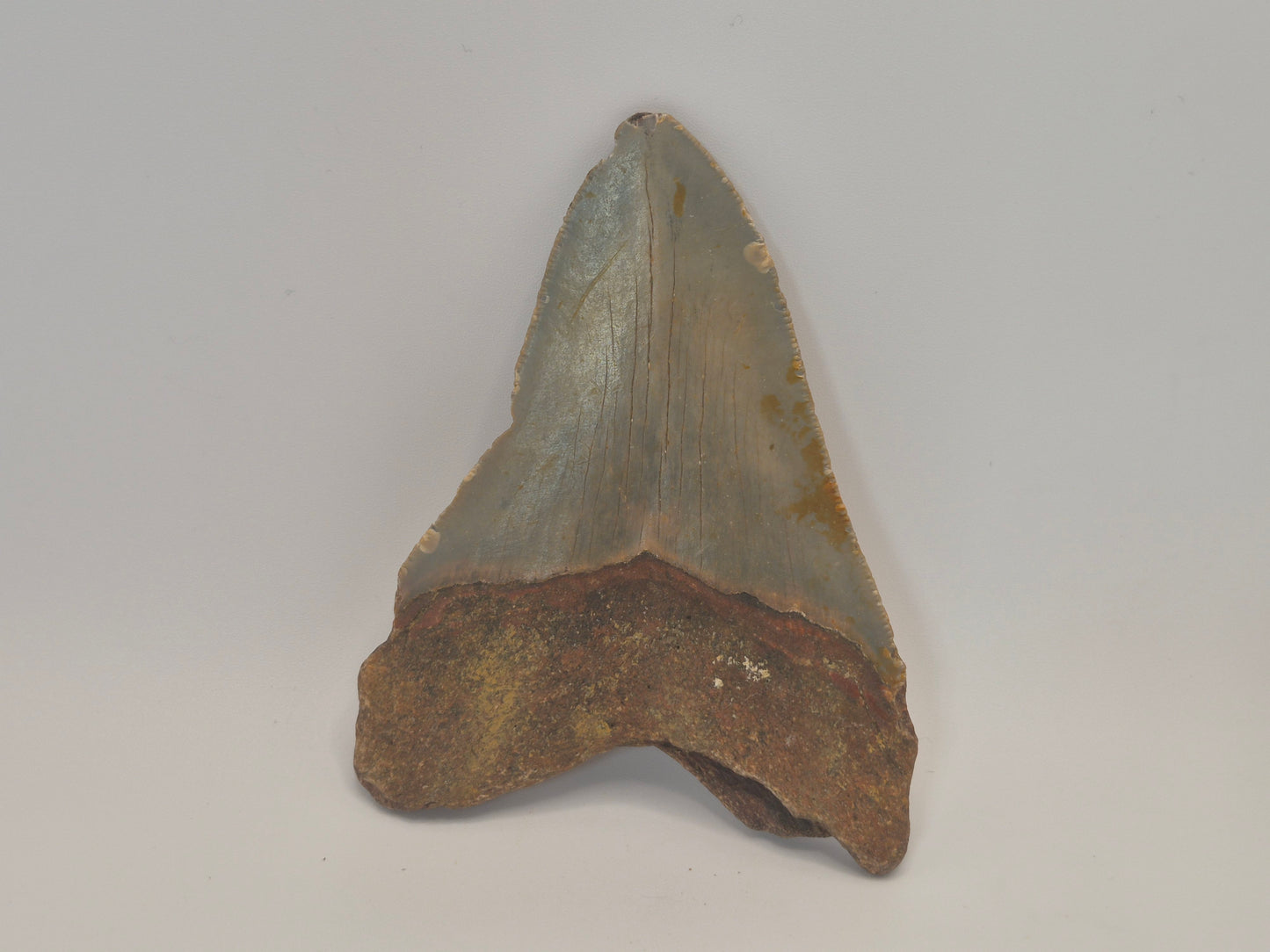 4.24" Megalodon Tooth(North Carolina)