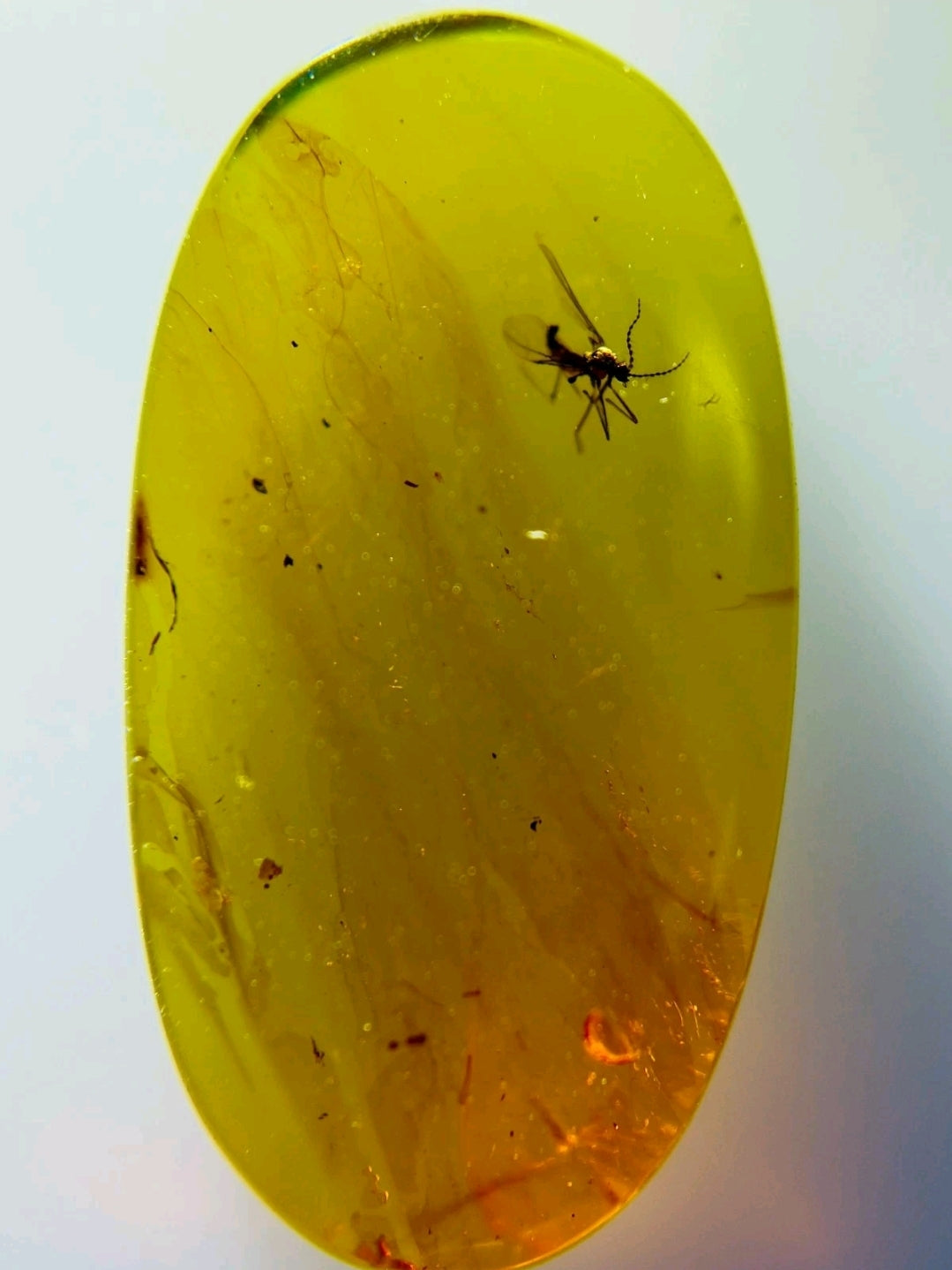 Mosquito In Burmese Amber